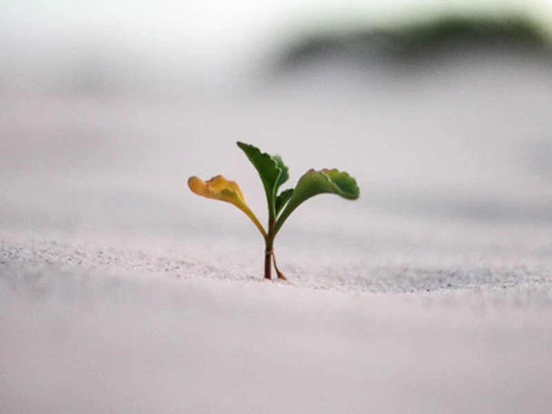 Grief to Growth: Facilitating Grief and Loss Work in the Adult Population